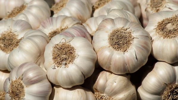 قیمت روز سیر درشت